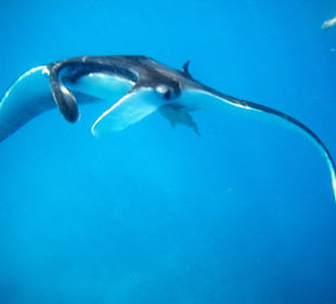 Mantarochen