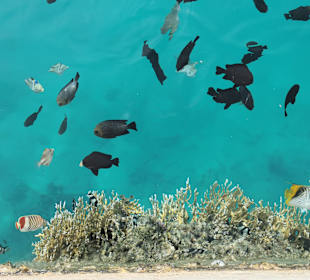Schnorcheln Marsa Alam