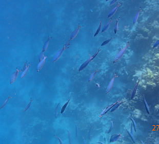 Korallen Riff mit Fische