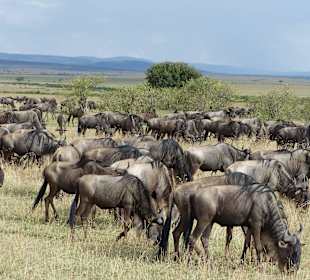 Weißbart-Gnu`s vorm Crossing