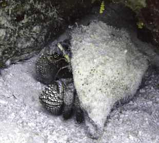 Einsiedler des Tages