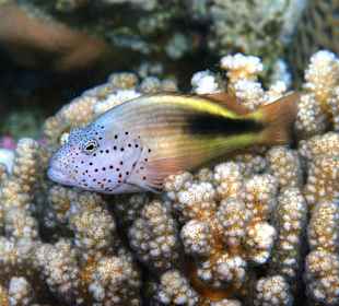 Immer ein dankbares Motiv: Die Korallenwächter