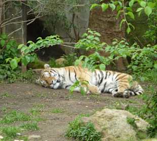 Tiger beim schlafen