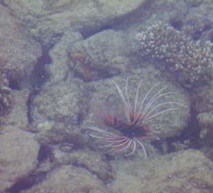 Der Strahlenfeuerfisch