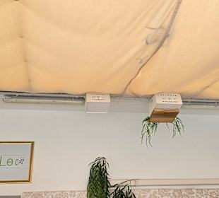 Die Schwalbennester 