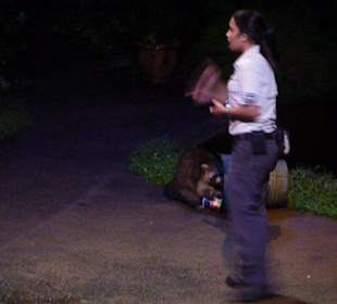 Night Safari - Tiershow