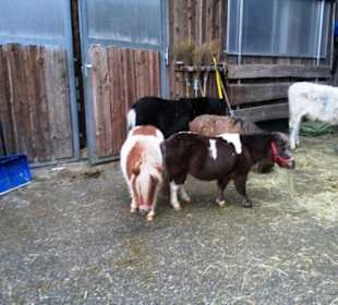 Gut Aiderbichl Fressstation