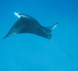 Grazil und einfach nur schön