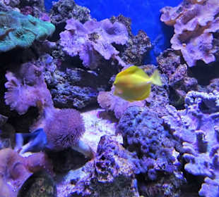 In der Aquarienwelt des Nautiland