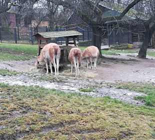 Zoo Besuch Prag