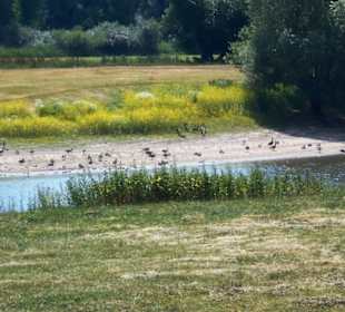 Grietherorter Altrhein