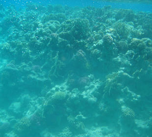 Schnorcheln in der Soma Bay