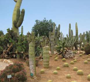 Botanicactus