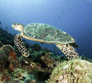 Diving  at Centara Grand Island Resort & Spa
