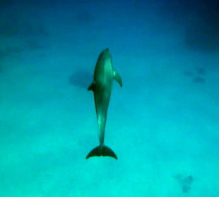 Mit Delfinen schwimmen. Echt Klasse Tag!