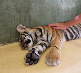 Tygrysiątko Tiger Kingdom