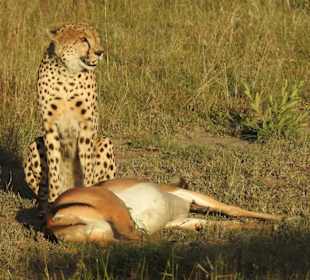 Dinner in der Abendsonne