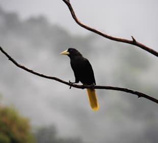 Vogel