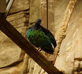 Schöner Zoo in Fuengirola