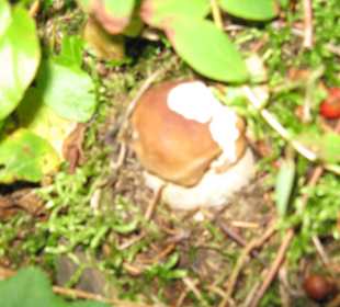 Plesnivec