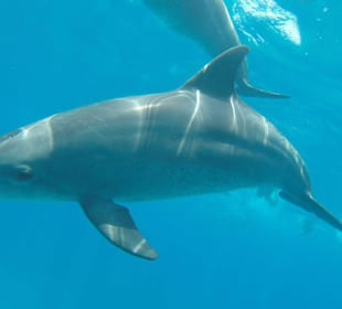 Private Schnorcheltour