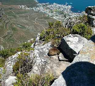 Auch die tierwelt ist vertreten