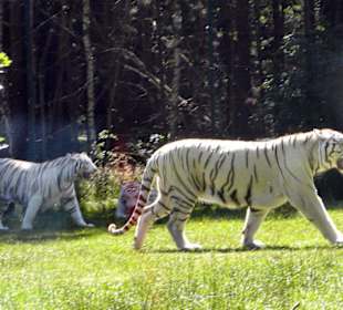 Serengeti Park Hodenhagen