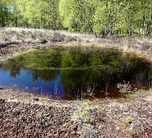 Rundgang durch das Hochmoor des Museums