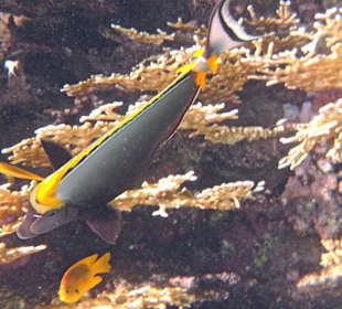 Fische im Hausriff Tulip Resort