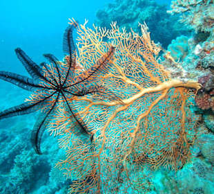 Tauchen Great Barrier Reef - 5