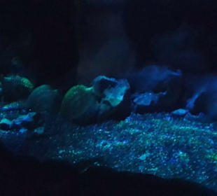 Aquarium