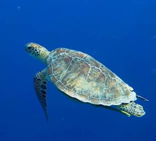 Schnorcheln Sharm Shunne