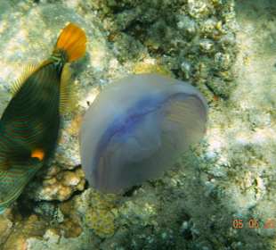 Подводный мир рифа Хилтона