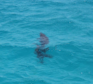 Ausflug zum "Dolphin House"