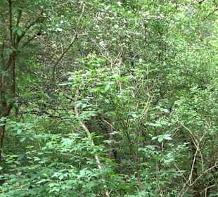 Waldlehrpfad in Tieringen