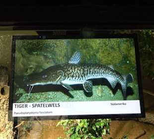 Tierpark Hellabrunn - Fische