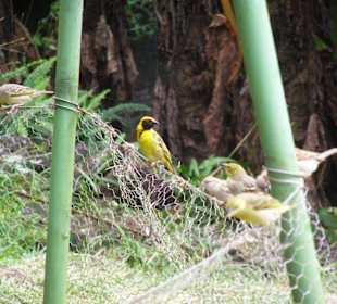 Vögel im Le Val Park