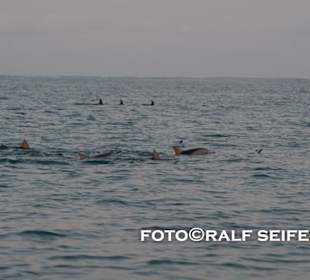 Delphine in der Tamarin Bucht