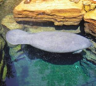 Ein Manatee