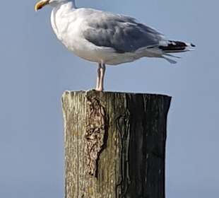 Nordstrand Norderney