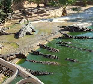 Ausflug zur Krokodilfarm