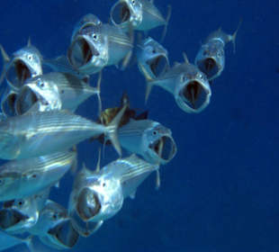 Planktoneinheimsende Fische