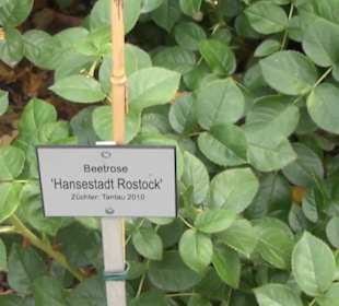 Äußerer italienischer Rosengarten