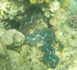 Schnorcheln Hurghada