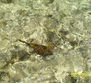 Blick vom Steg ins Wasser