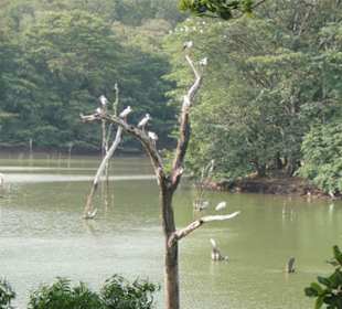 Minneriya , kawudulla safari park