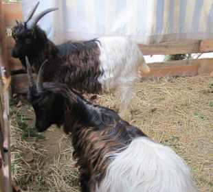 Deidesheim Weihnachtsmarkt