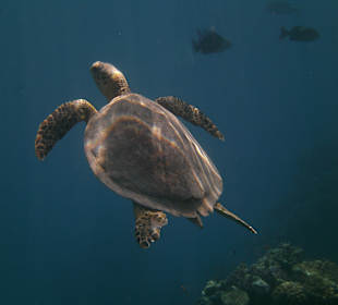 Schildkröte