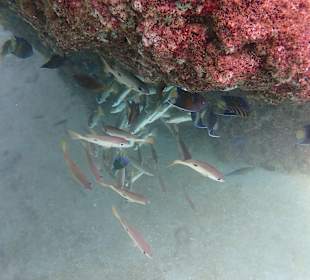 Unterwasserwelt Musandam