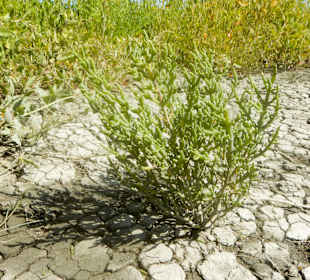 Salzwiesenlehrpfad/Pflanzen